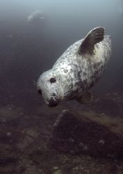Grey seal.
Farne Islands.
D200,16mm. by Mark Thomas 